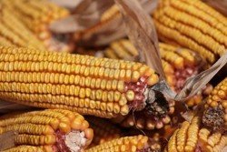 Vom avea o recolta cu 50% mai mica in 2012