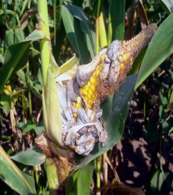 Epidemie cu taciunele comun in cultura porumbului