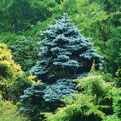 Pomii ornamentali din gradina de langa casa