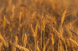 Soiuri de grau comun de toamna (Triticum aestivum L.emend. Fiori et Paol)