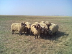 Monta naturala la ovine