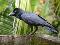 Gradul inalt de inteligenta al ciorilor