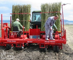 Salcia energetica – planta care a rezistat la seceta