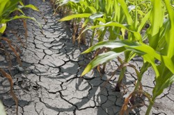 Propunere de sprijin financiar pentru regiunile afectate de seceta