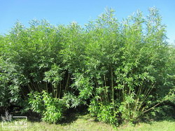 2 plantatie salcie energetica KWG