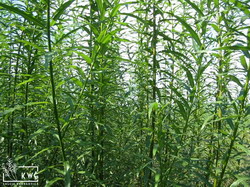 3 plantatie salcie energetica KWG