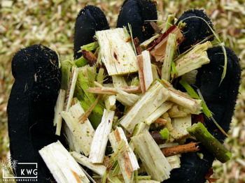 6 tocatura salcie energetica KWG