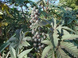 Castor Bean blooms