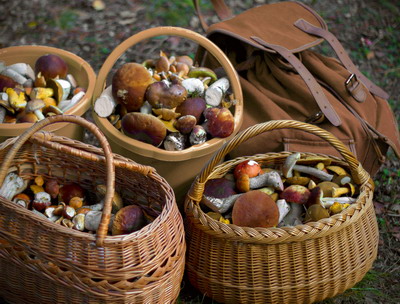 Comercializarea ciupercilor din flora spontana