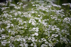 Profit din coriandru si mustar