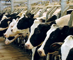 Inspectiile pentru acordarea subventiilor la animale