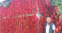 Cultivarea hibrizilor de ardei boia sub mediu protector