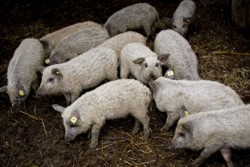 Preparate din carne de mangalita la Targul ECOAGRIS