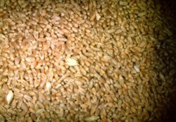 Tratamentul-semintelor2