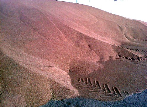 Tratamentul-semintelor3