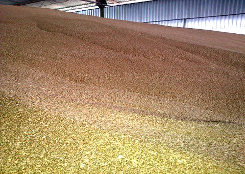 Tratamentul-semintelor4