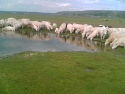 Sectorul zootehnic trebuie sprijinit in perioda de seceta