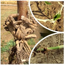 FITOTOXICITATEA – Reflectia productiilor mici si necalitative