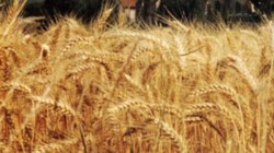 MIRANDA – soi de grau foarte productiv