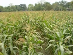 Precizari privind acordarea ajutoarelor de minimis