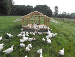 Noi amenajari si constructii de crestere a pasarilor