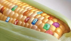 Studiu asupra animalelor hranite cu porumb modificat genetic