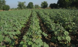 Soiuri de ricin create la Statiunea de Cercetare-Dezvoltare Agricola – Teleorman