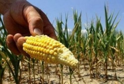 Cei afectati de seceta pot depune cereri pentru ajutoare de minimis