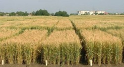 Lista cu mentinatorii soiurilor de grau din Romania