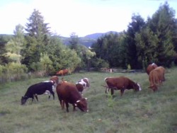 vaci-la-pascut 8ea299080820e0