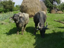 1278079065 103010086 1-2-Bivolite-Gestante-Radesti-1278079065