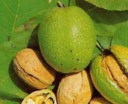 Recolta bogata in sectorul nucifer