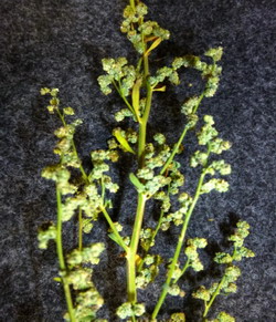 Ambrosia artemisiifolia – hrana zeilor o povara pentru muritori