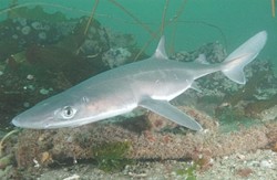 Rechinul Marii Negre