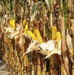 Profit de 3500 euro la hectarul de porumb in an secetos