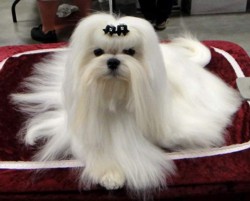 Campionatul European al cainilor de rasa de la Bucuresti