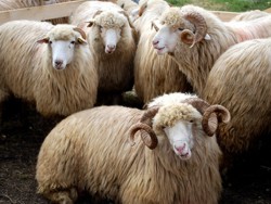 Sprijinul-naţional-pentru-crescătorii-de-bovine-şi-ovine-a-fost-aprobat-de-Guvern