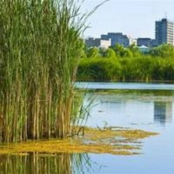 Delta din mijlocul Bucurestiului