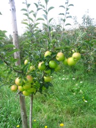 Soiul de mar “Auriu de Bistrita”