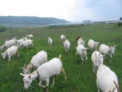 Monta naturala si insamantarea artificiala la capre