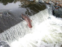 Trecatori pentru pesti