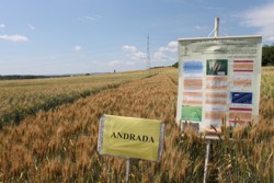 Branduri agricole la Statiunea de Cercetare-Dezvoltare din Turda