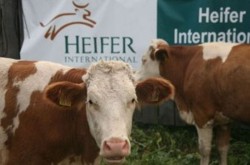 1,9 milioane de euro pentru asocierea micilor crescatori de vaci