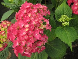 hydrangea-hamburg lg