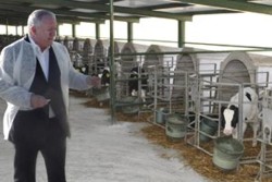 Vacile lui Porumboiu asculta muzica clasica si sunt scarpinate automat