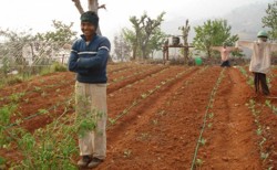 Irigarea prin picurare se extinde in toata lumea
