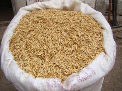 Pretul ovazului este deja 1,3 lei kilogramul