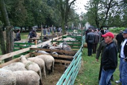 A treia editie a Targului Agro Zoo de la Popauti, judetul Botosani
