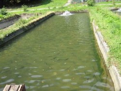 Fonduri pentru pastravariile din Tara Fagarasului