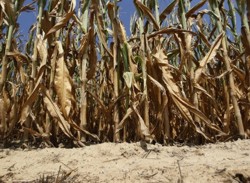 Seceta a decimat cultura de porumb in Braila